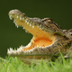 Illustration for article titled Someone Brought A Crocodile On An Australian Flight And It Got Loose